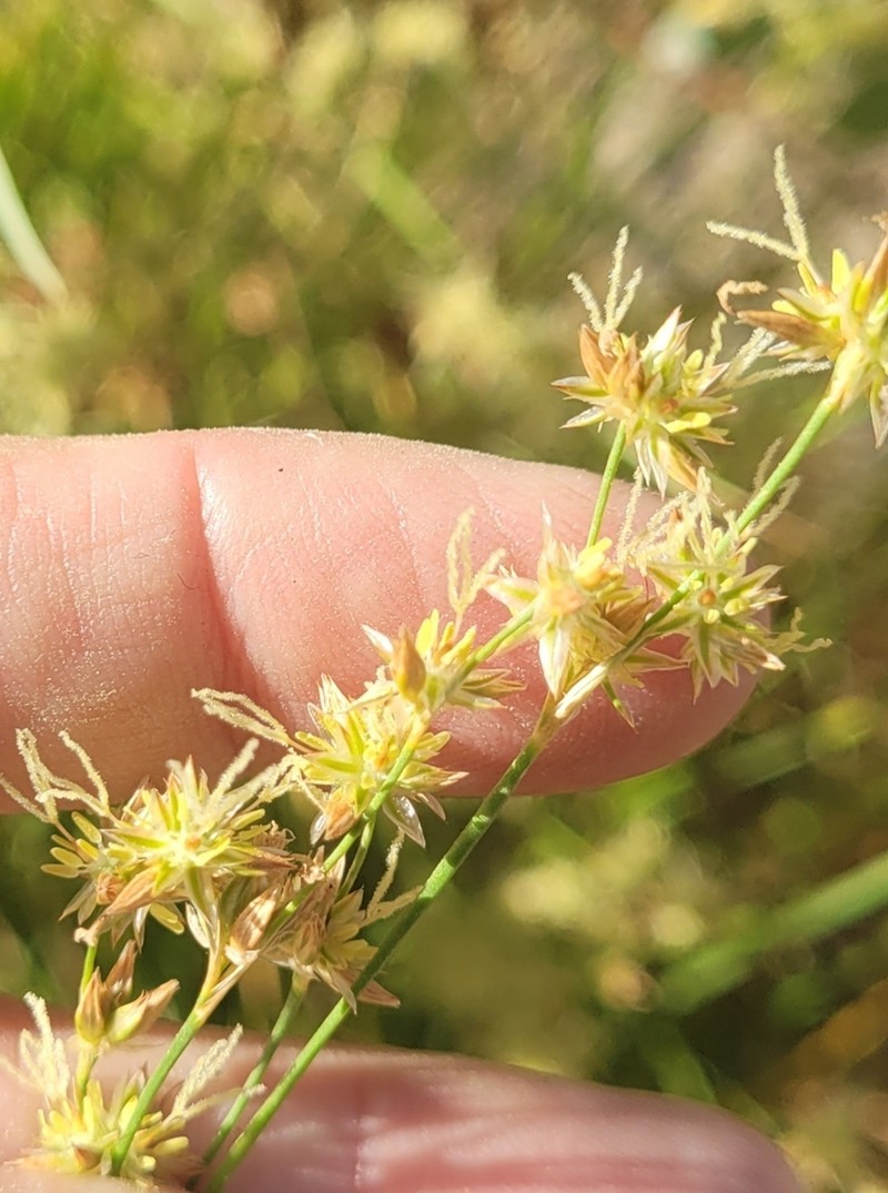Longleaf Rush photo 3
