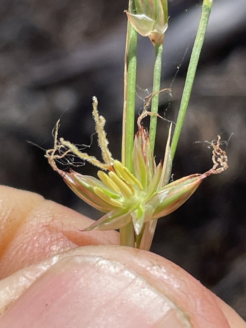 Longleaf Rush photo 4