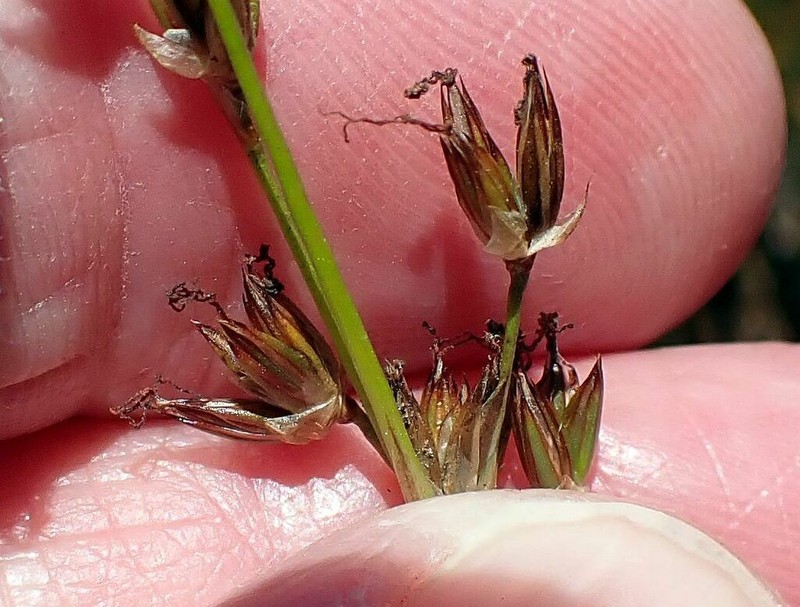 Longleaf Rush photo 5