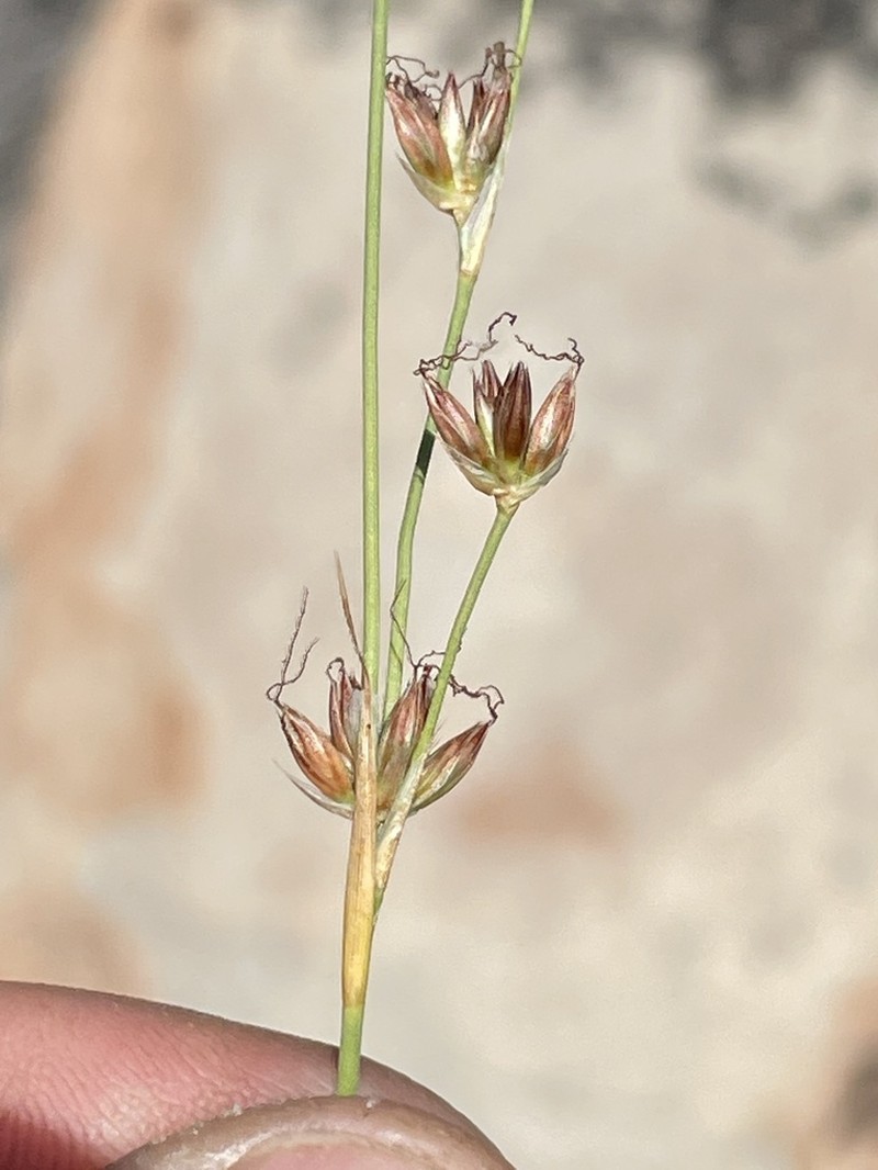 Longleaf Rush photo 6