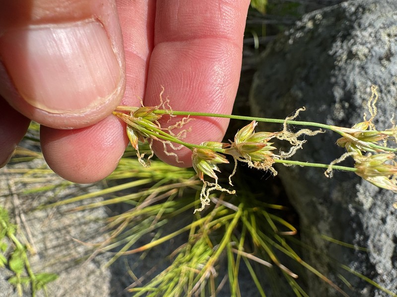 Longleaf Rush photo 7