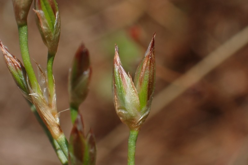 Longleaf Rush photo 8