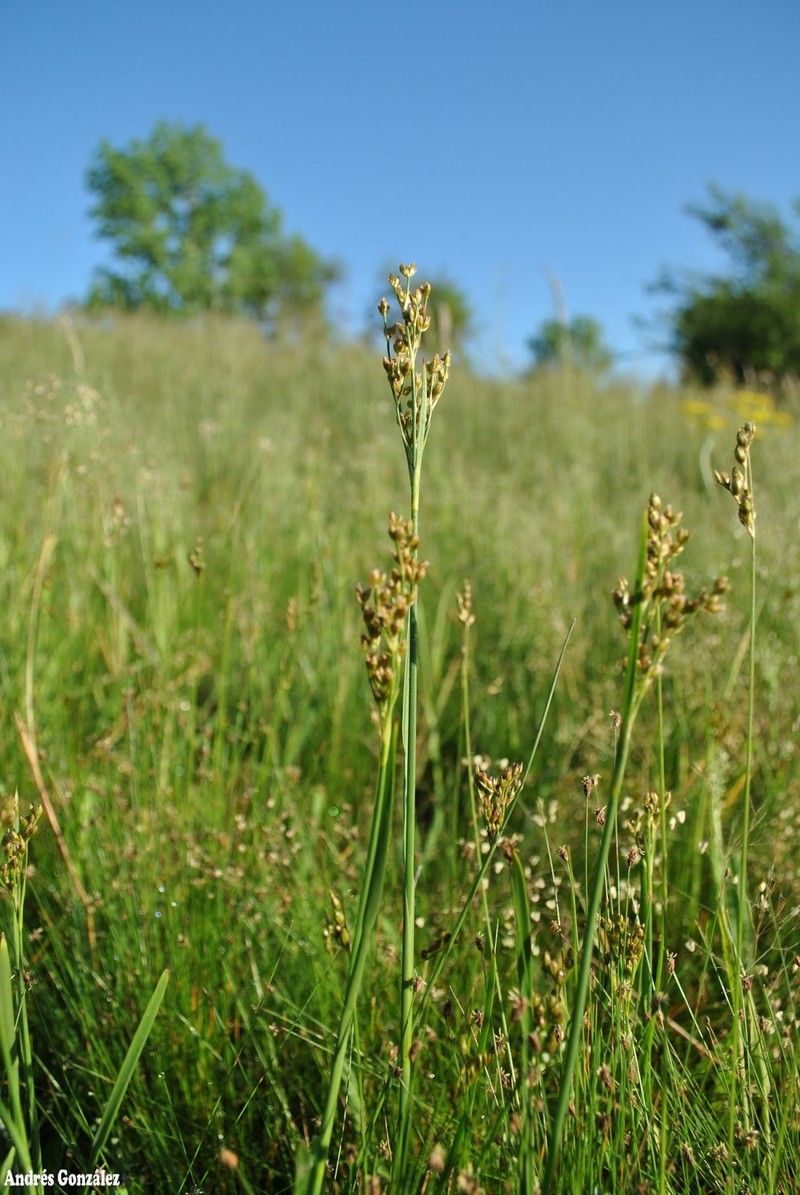 Grassleaf Rush photo 2