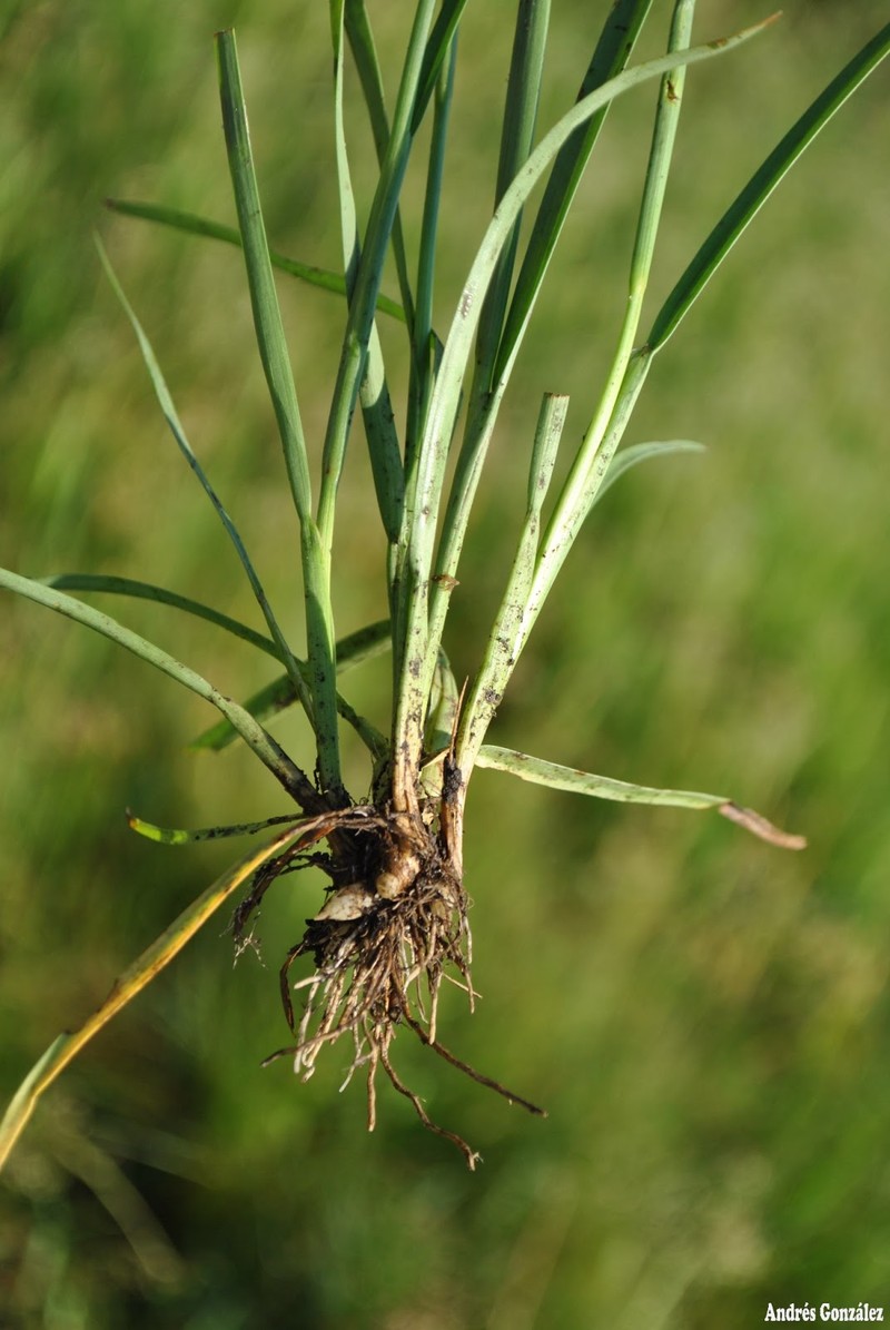 Grassleaf Rush photo 3