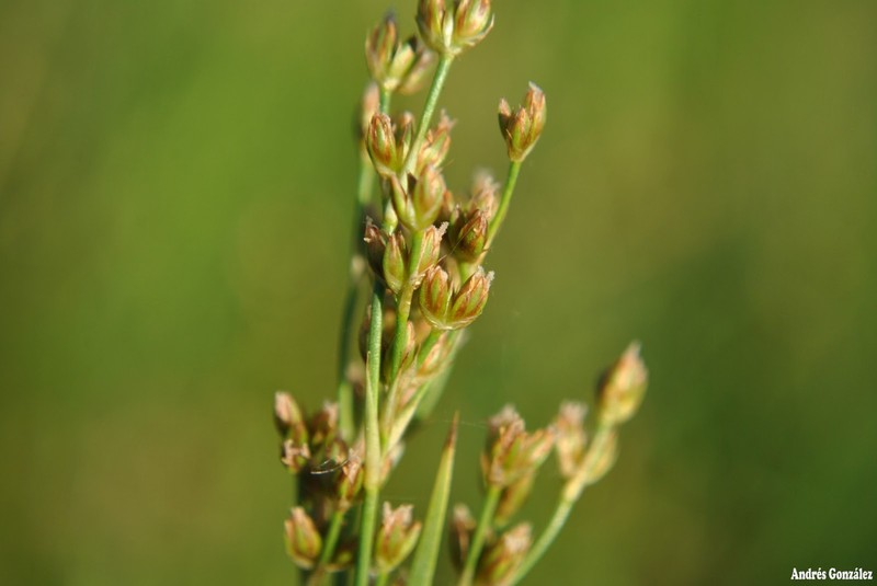 Grassleaf Rush photo 4