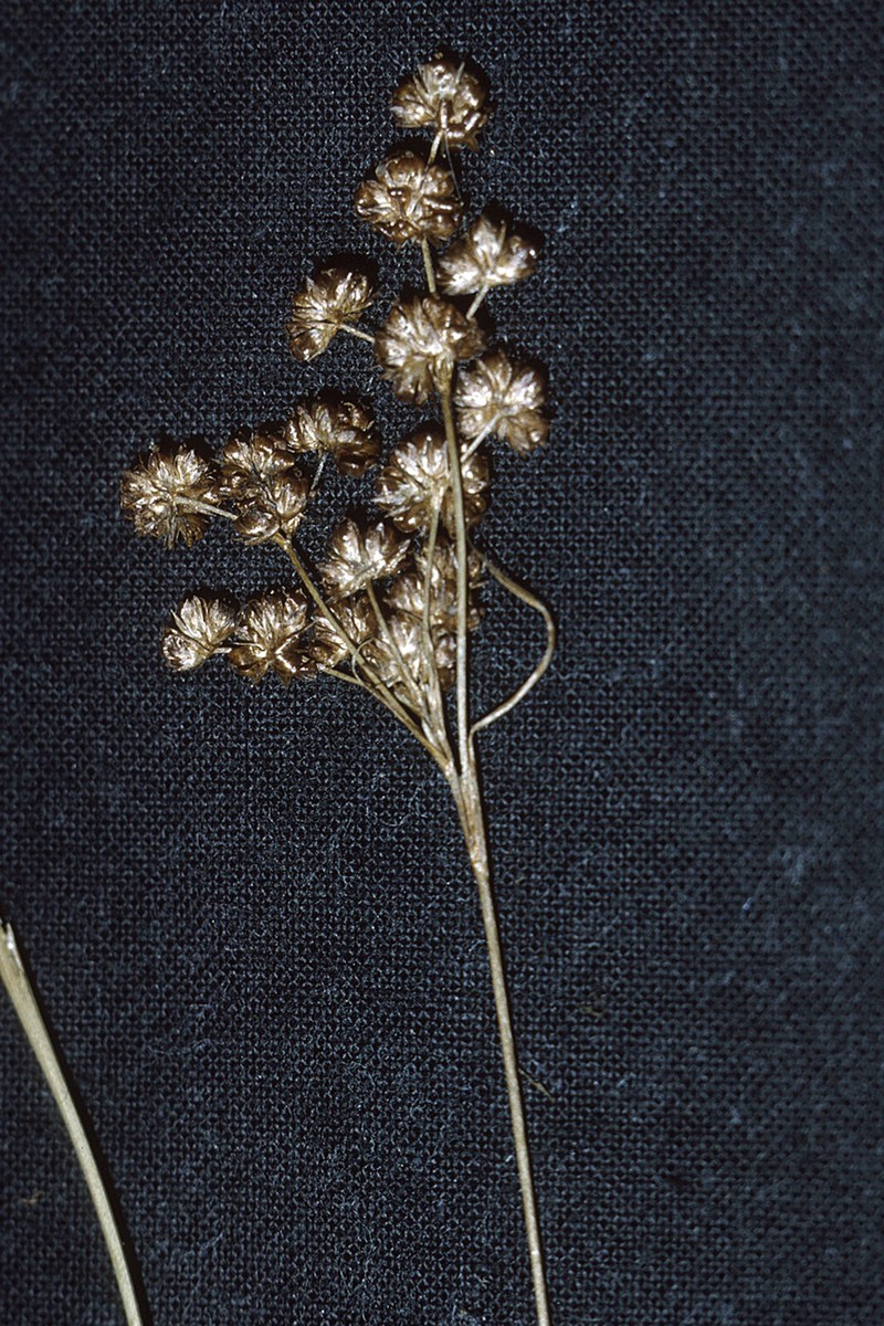 Grassleaf Rush photo 5