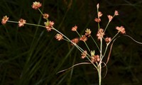 Grassleaf Rush