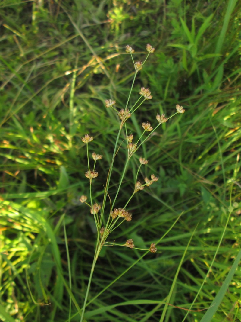 Grassleaf Rush photo 2