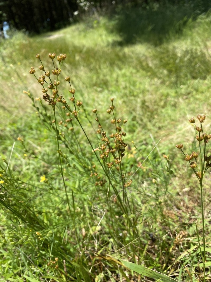 Grassleaf Rush photo 3