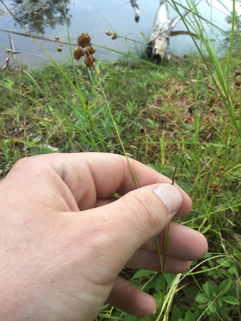 Grassleaf Rush photo 4