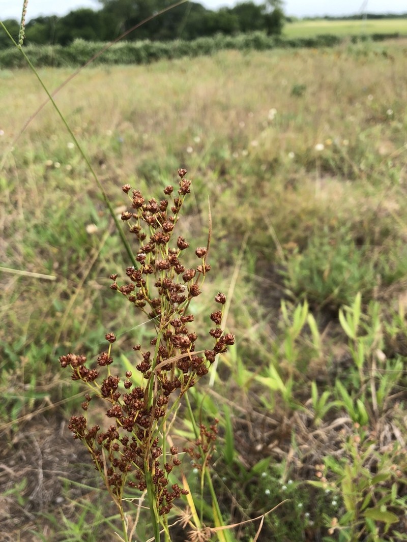 Grassleaf Rush photo 5