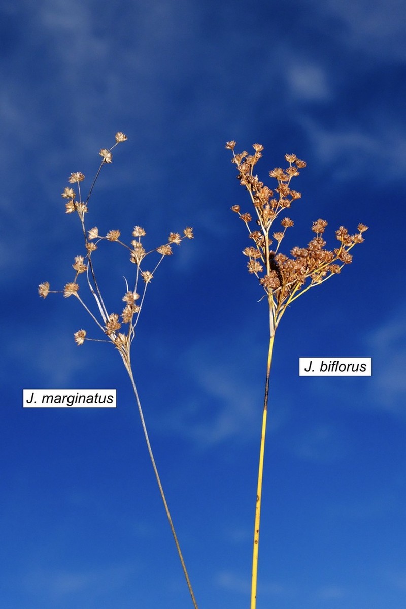 Grassleaf Rush photo 6
