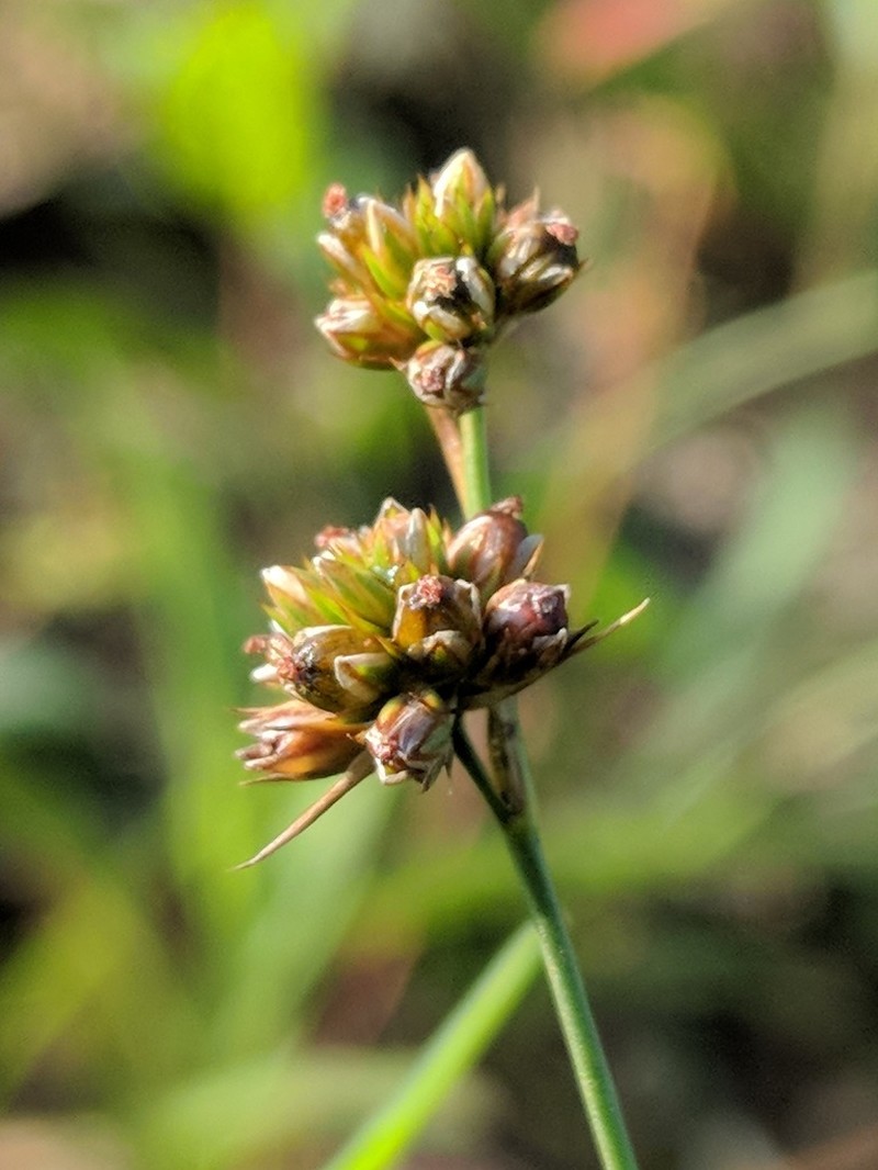 Grassleaf Rush photo 7