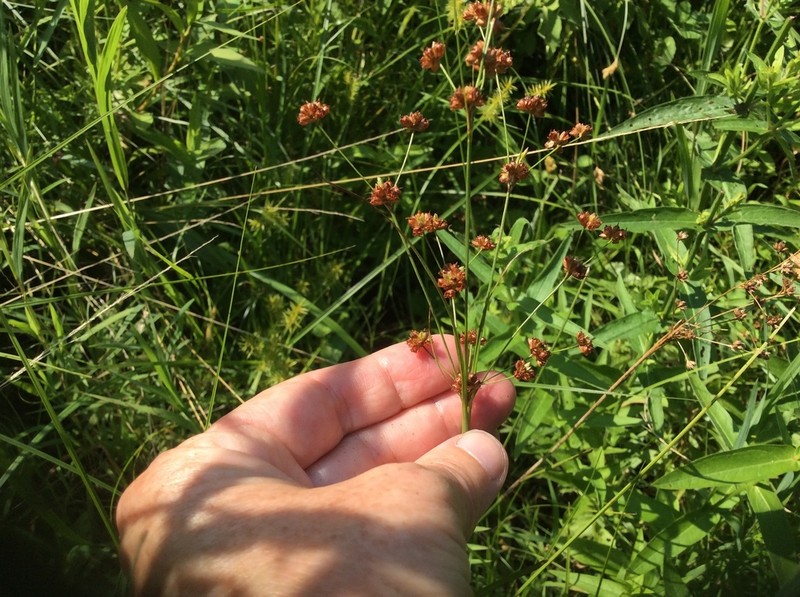 Grassleaf Rush photo 8