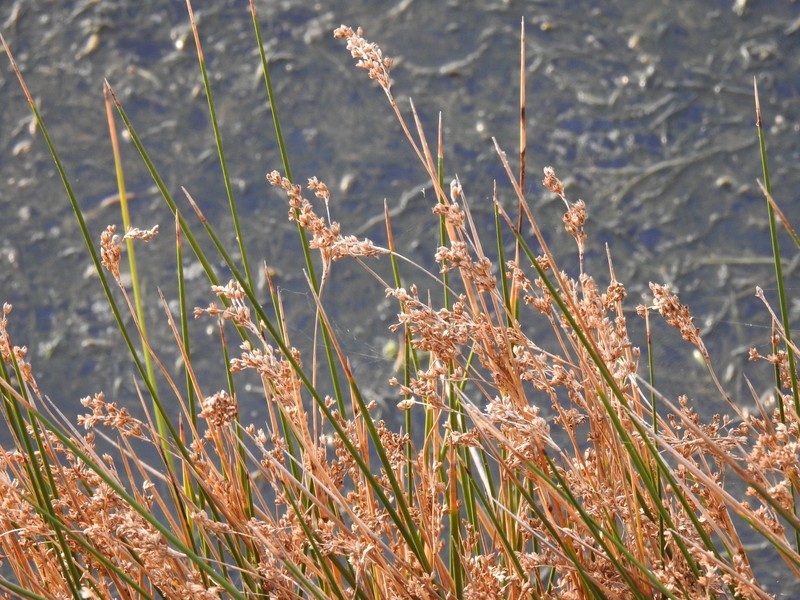 Sea Rush photo 4