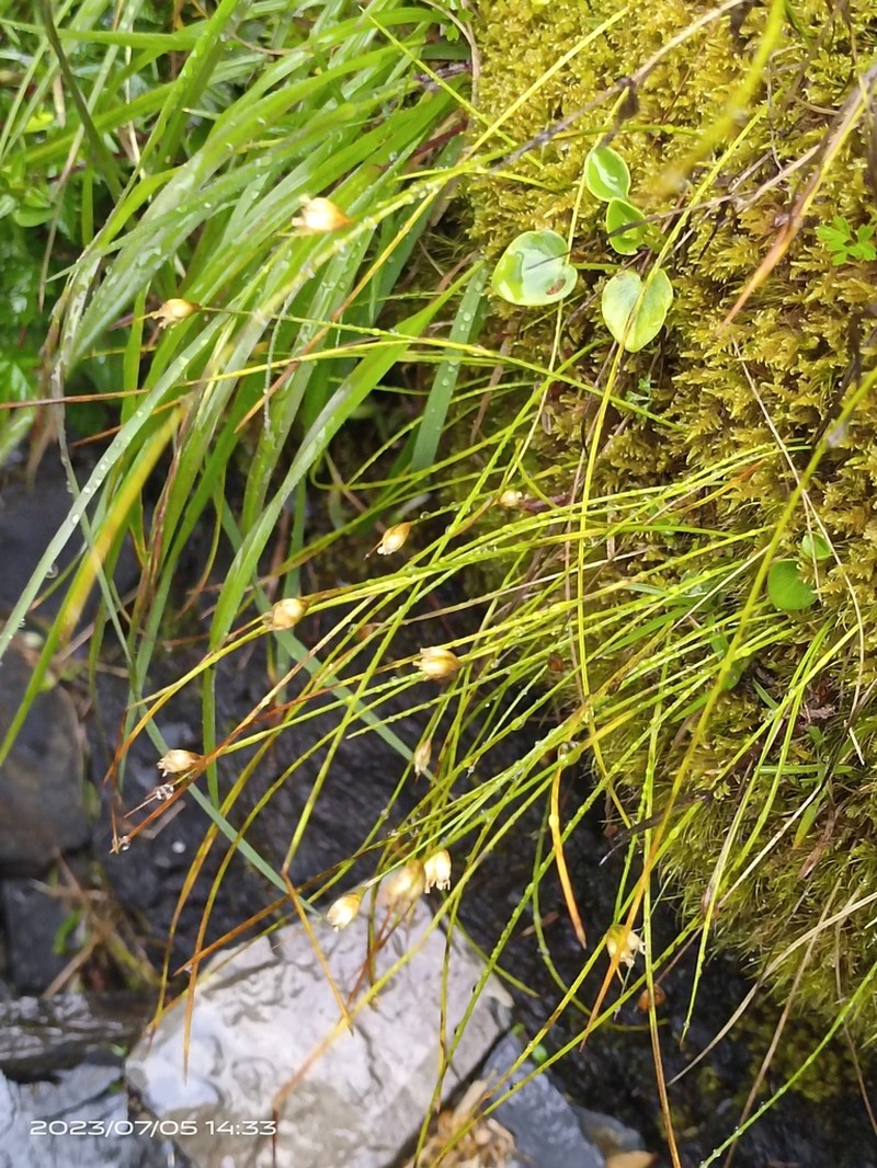 Juncus maximowiczii