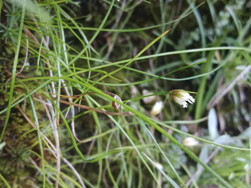 Juncus maximowiczii photo 2