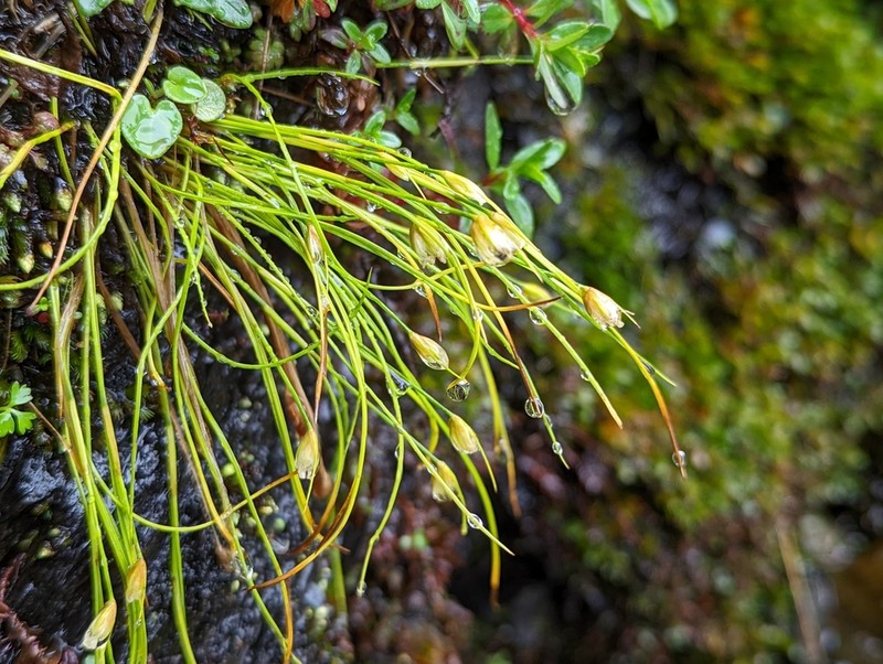 Juncus maximowiczii photo 3