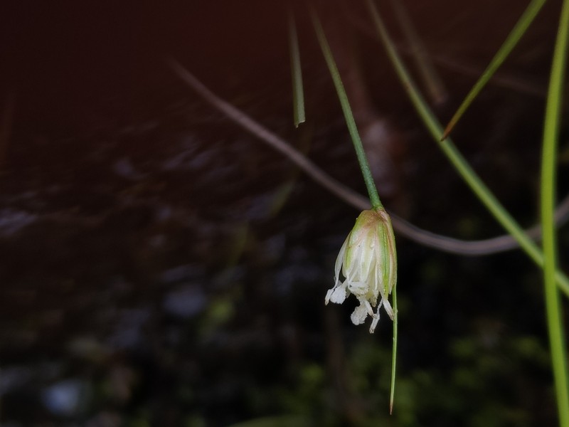 Juncus maximowiczii photo 4