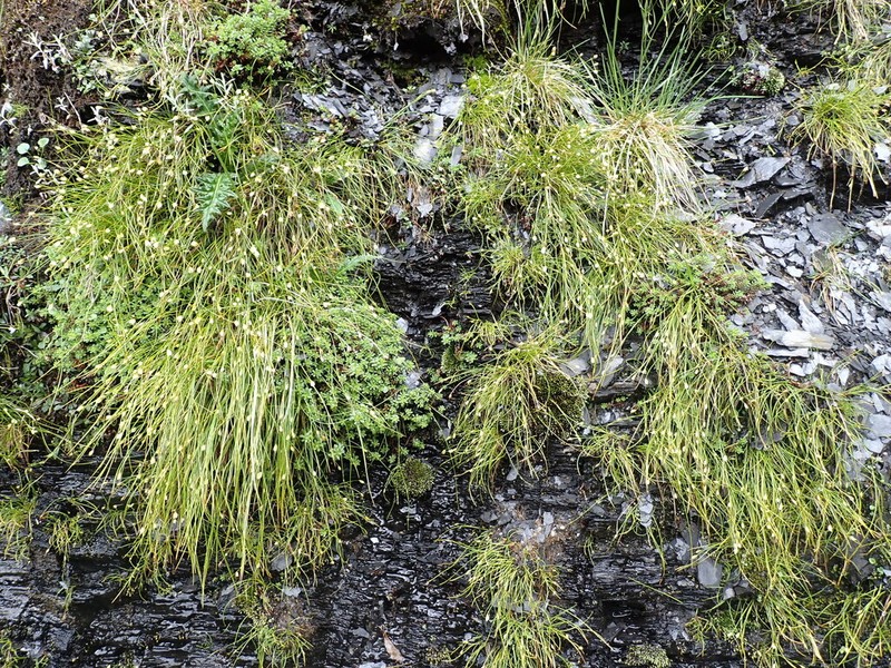 Juncus maximowiczii photo 5
