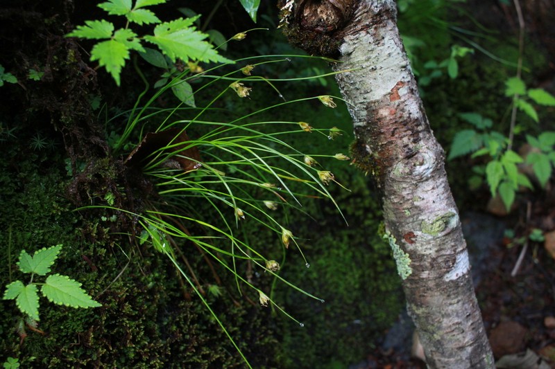 Juncus maximowiczii photo 6