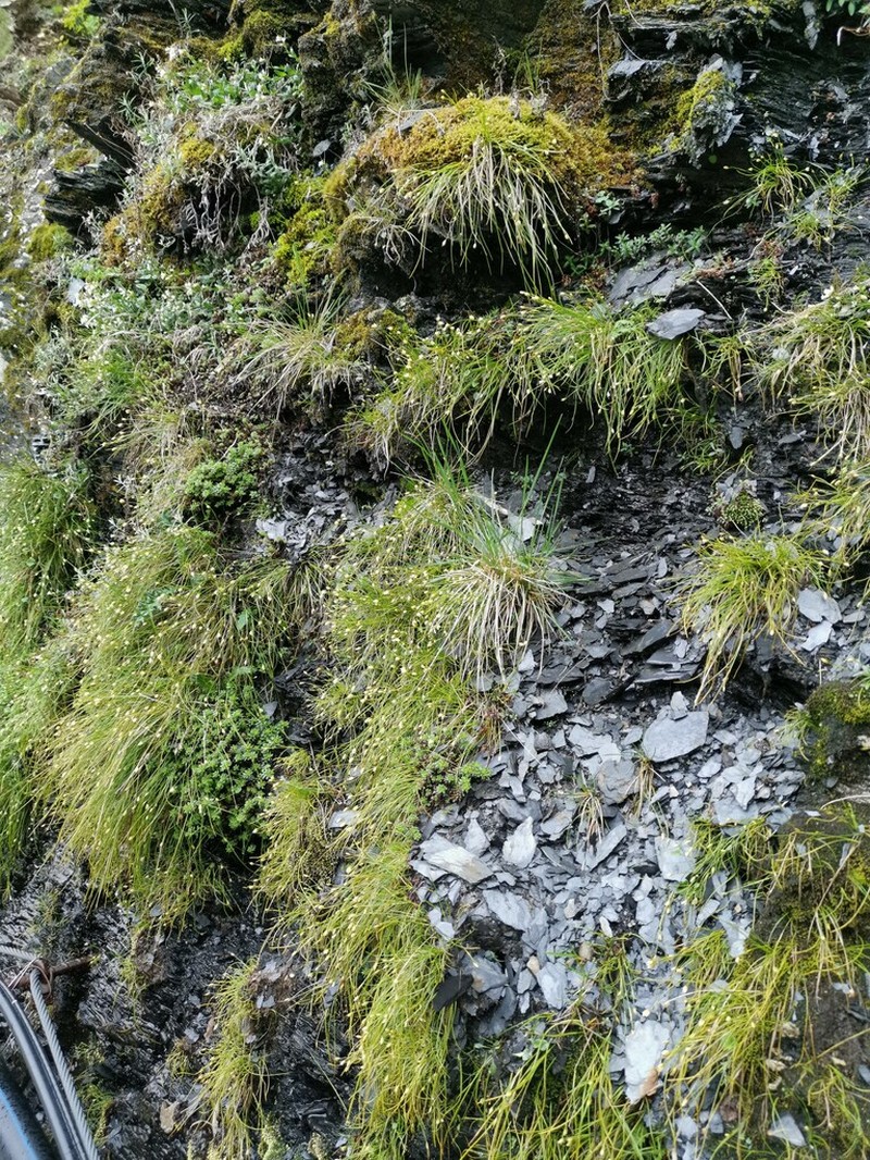 Juncus maximowiczii photo 7