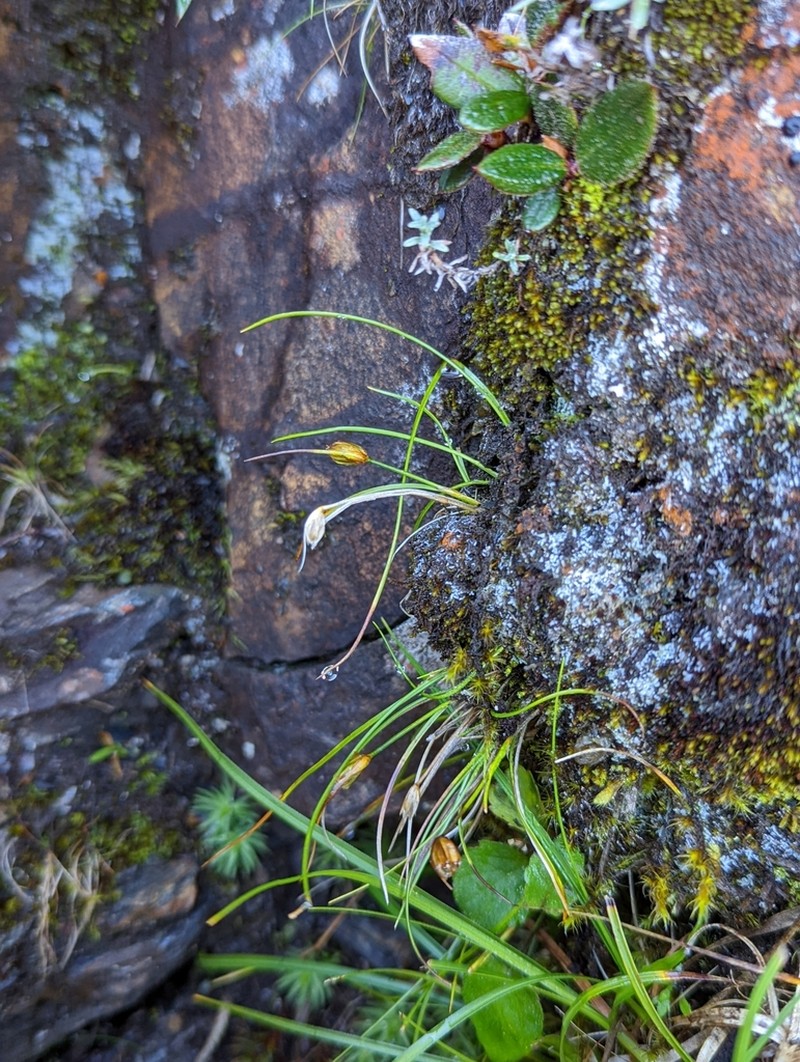 Juncus maximowiczii photo 8
