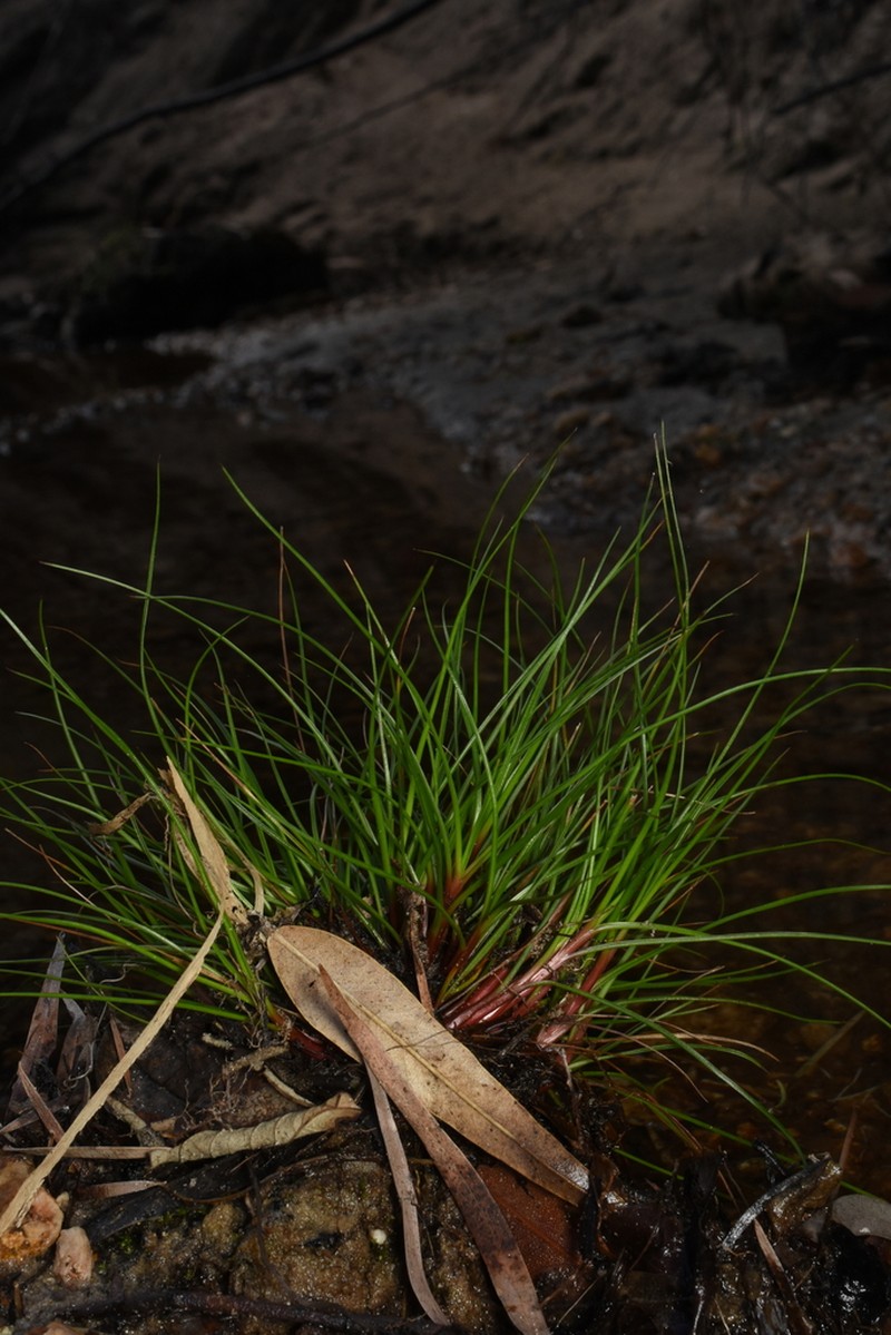 Juncus meianthus