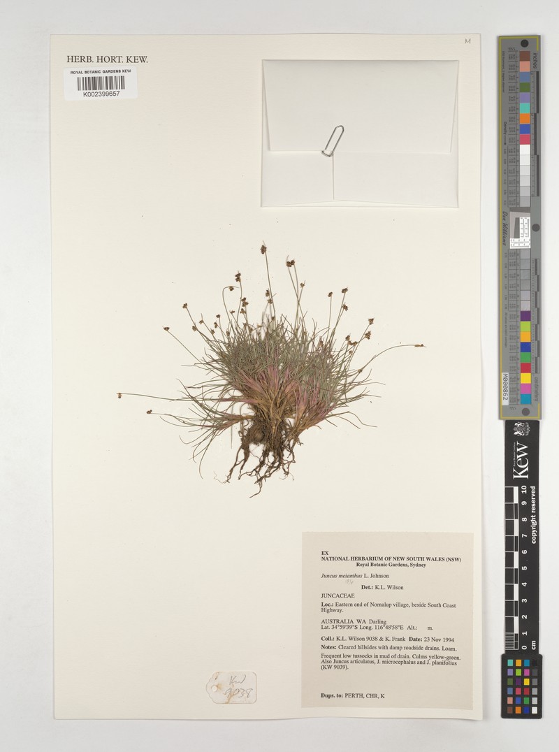 Juncus meianthus photo 2