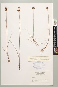 Juncus membranaceus