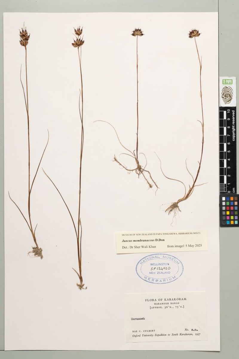 Juncus membranaceus