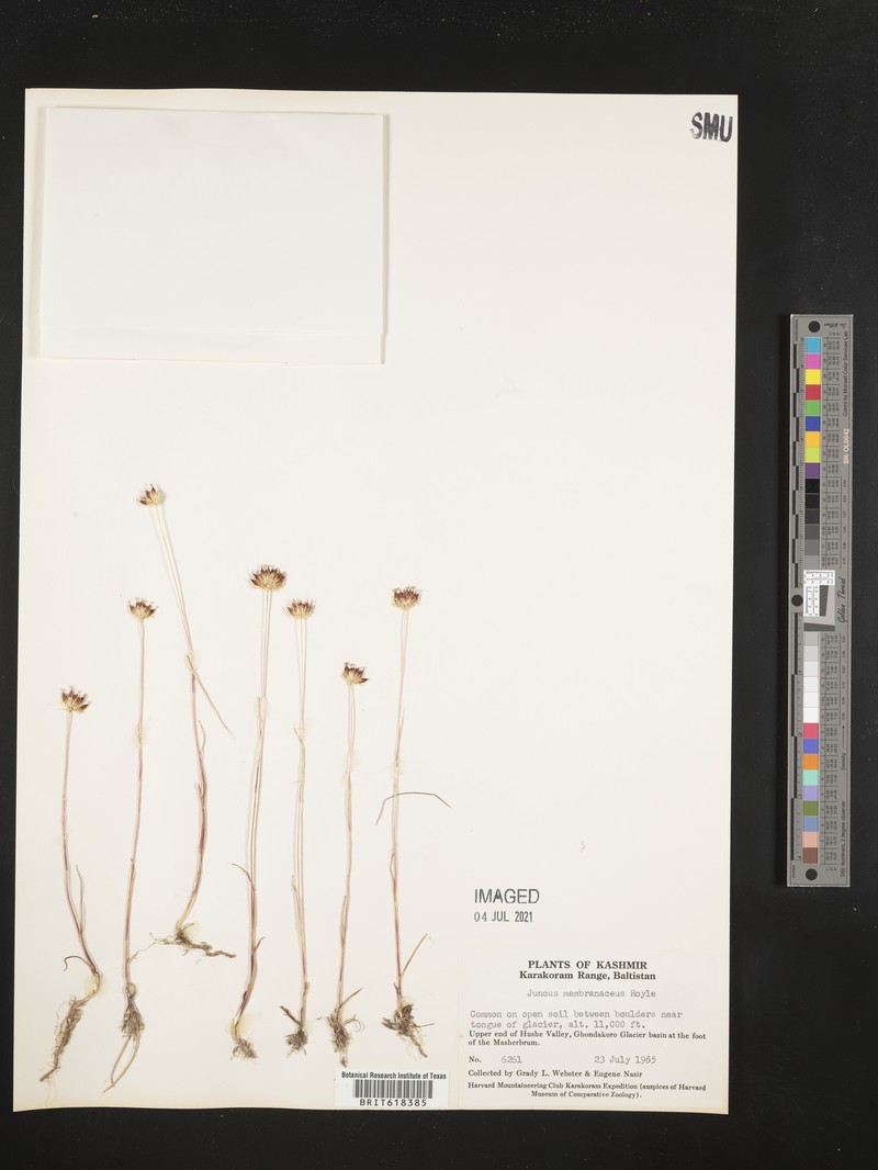 Juncus membranaceus photo 2
