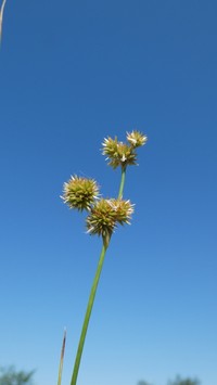 Juncus micranthus