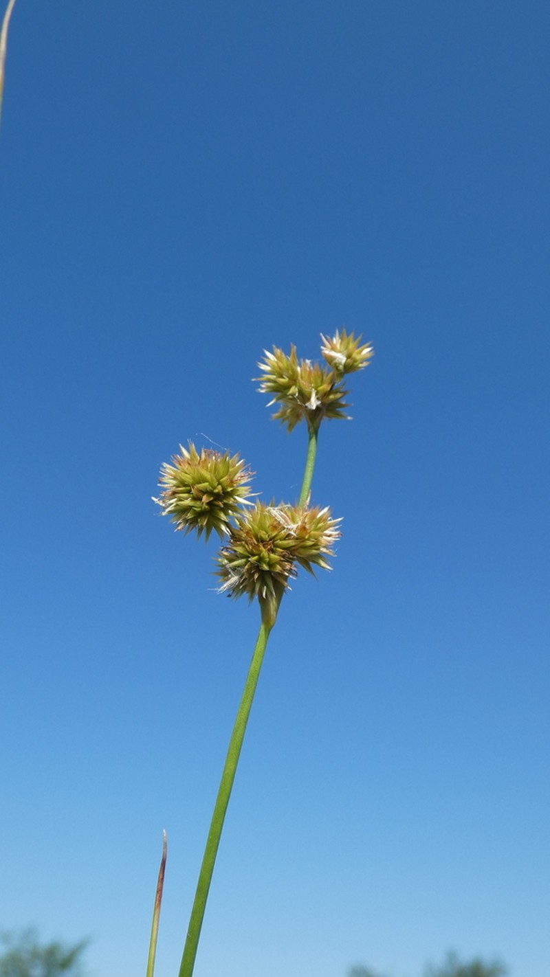 Juncus micranthus