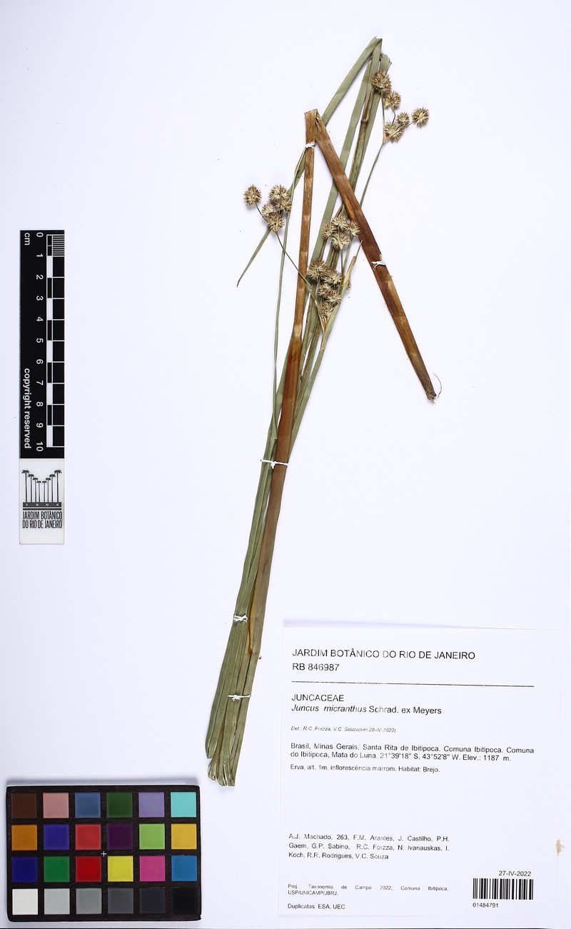 Juncus micranthus photo 2