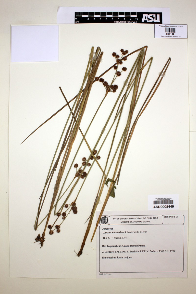 Juncus micranthus photo 3