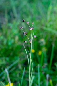 Juncus microcephalus
