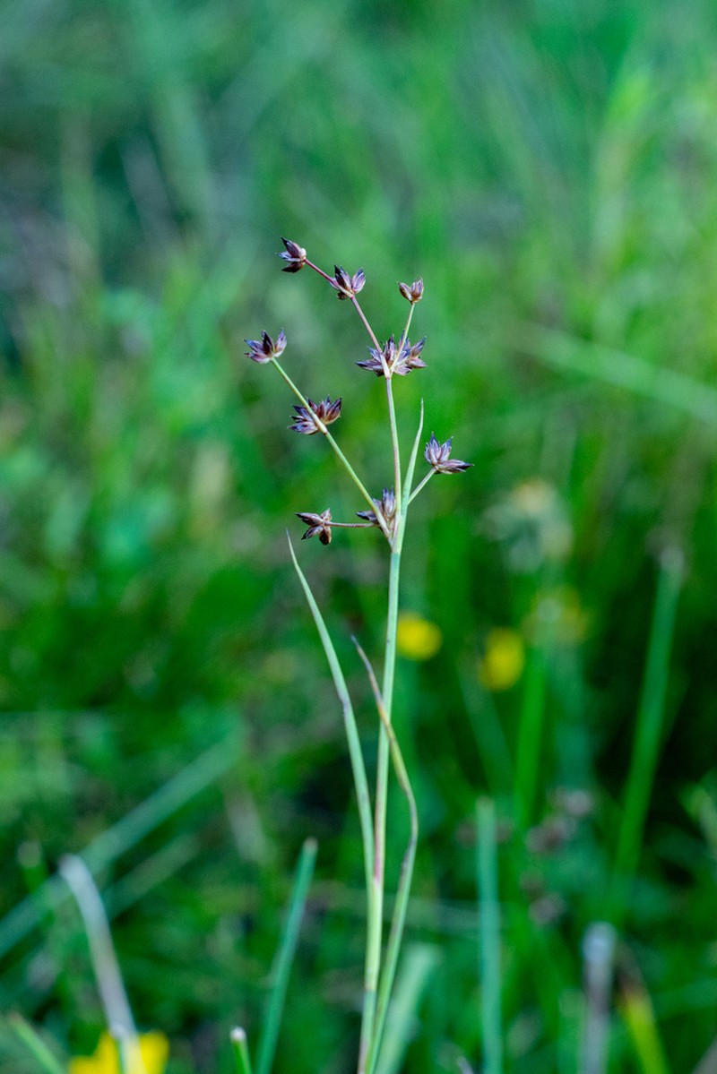 Juncus microcephalus