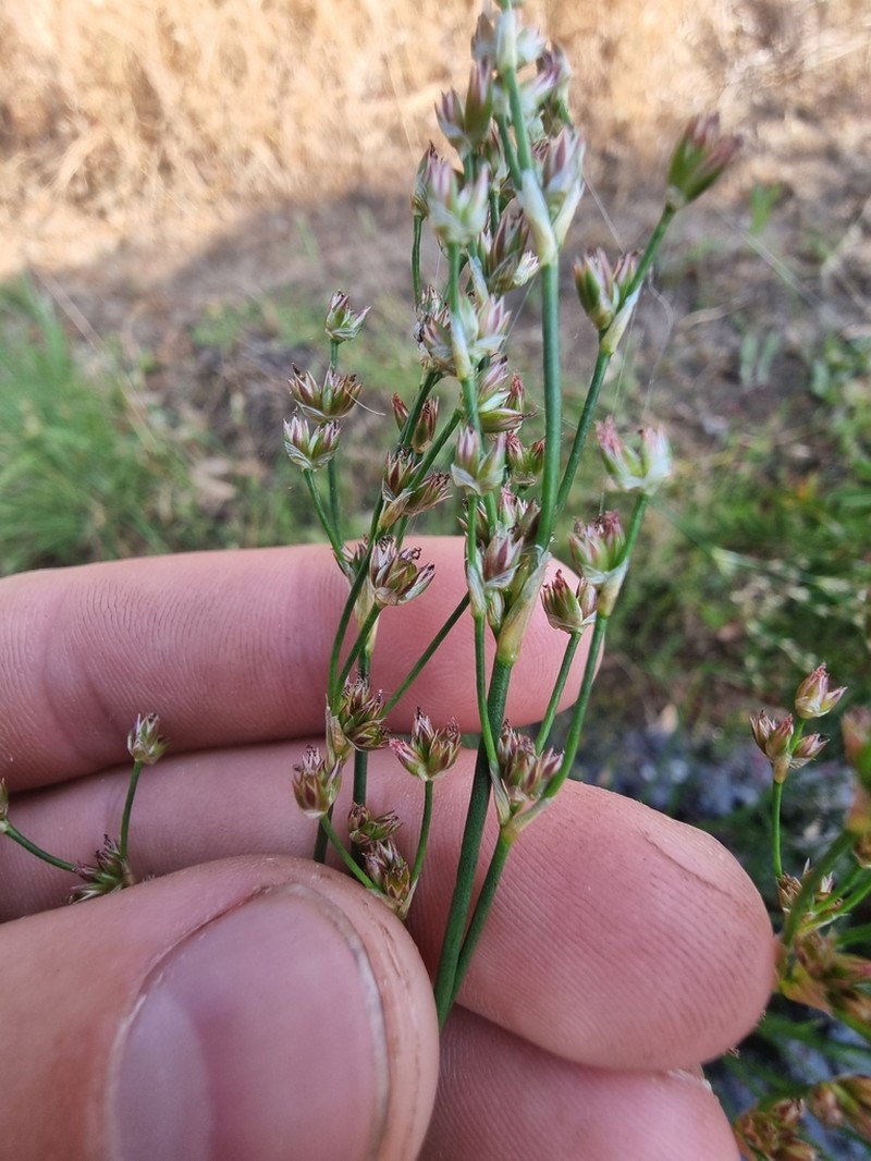 Juncus microcephalus photo 2