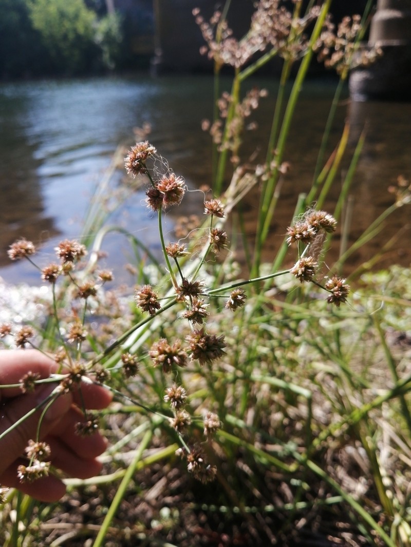 Juncus microcephalus photo 3
