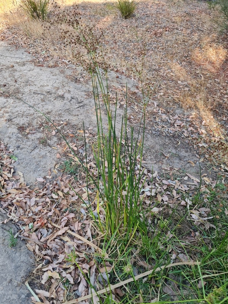 Juncus microcephalus photo 4