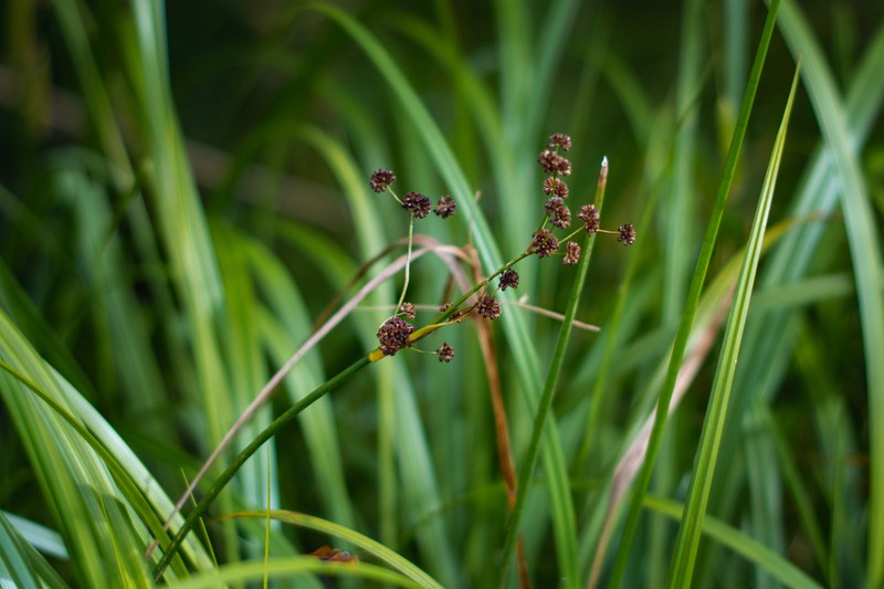 Juncus microcephalus photo 5