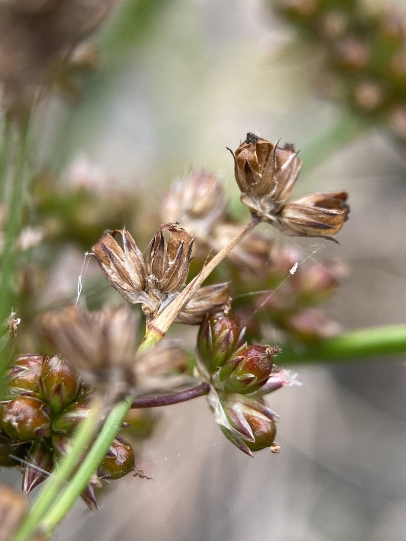 Juncus microcephalus photo 6