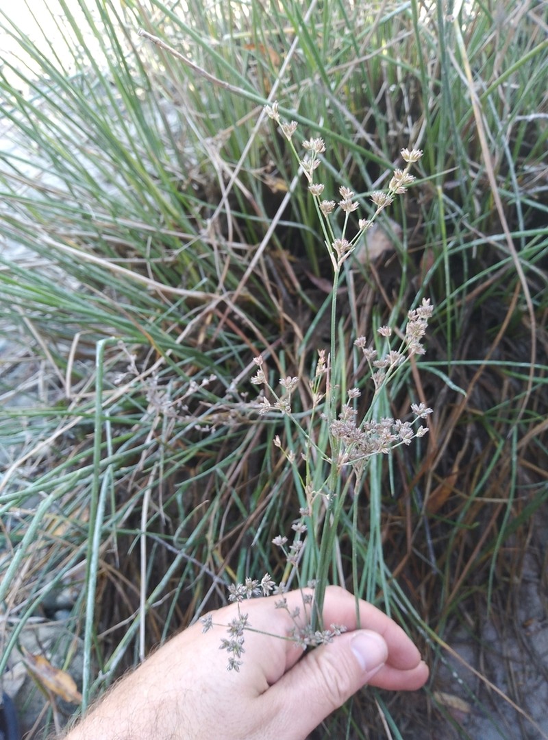 Juncus microcephalus photo 7