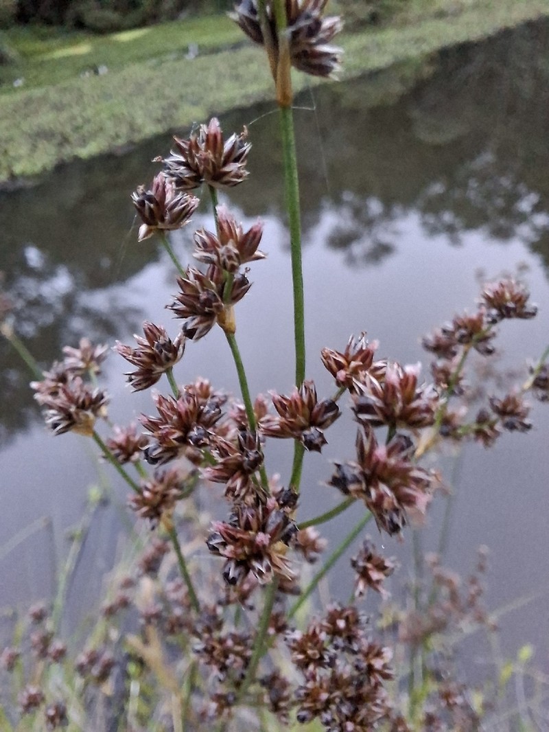 Juncus microcephalus photo 8