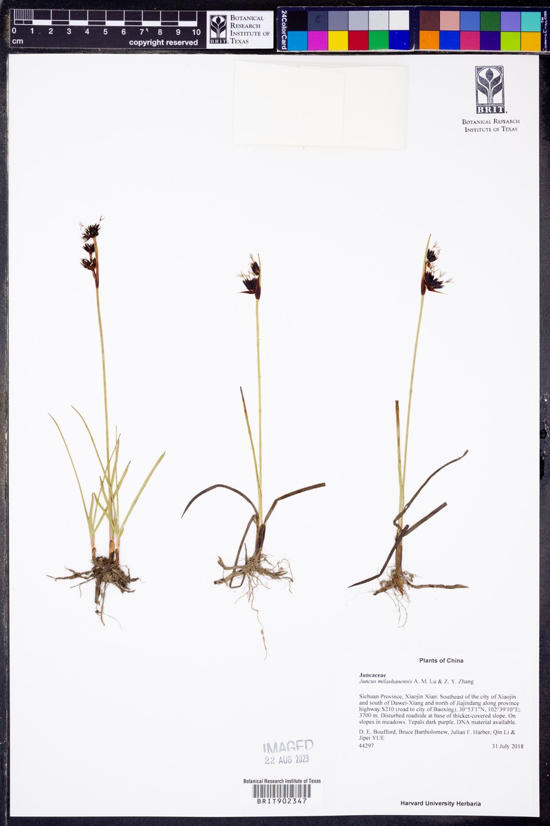 Juncus milashanensis