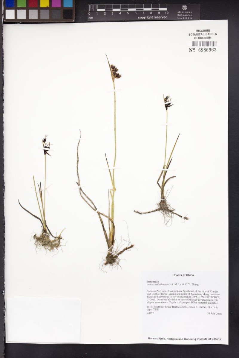 Juncus milashanensis photo 2
