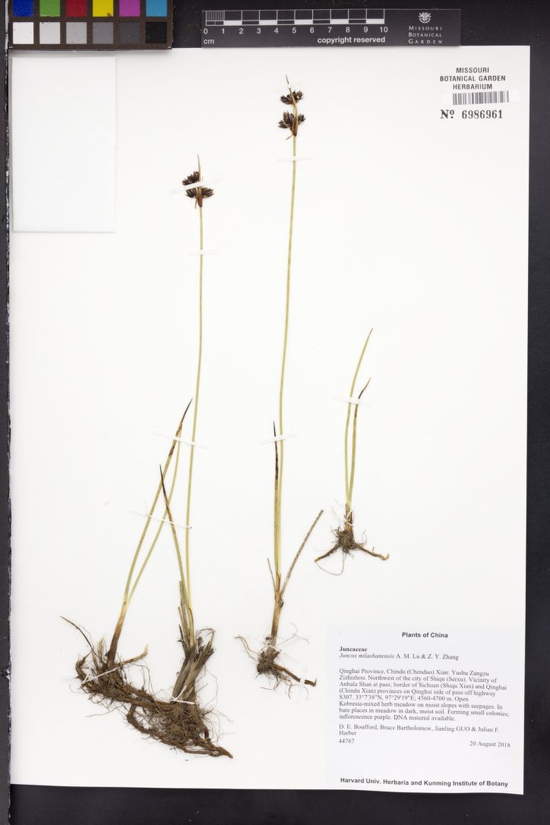 Juncus milashanensis photo 3