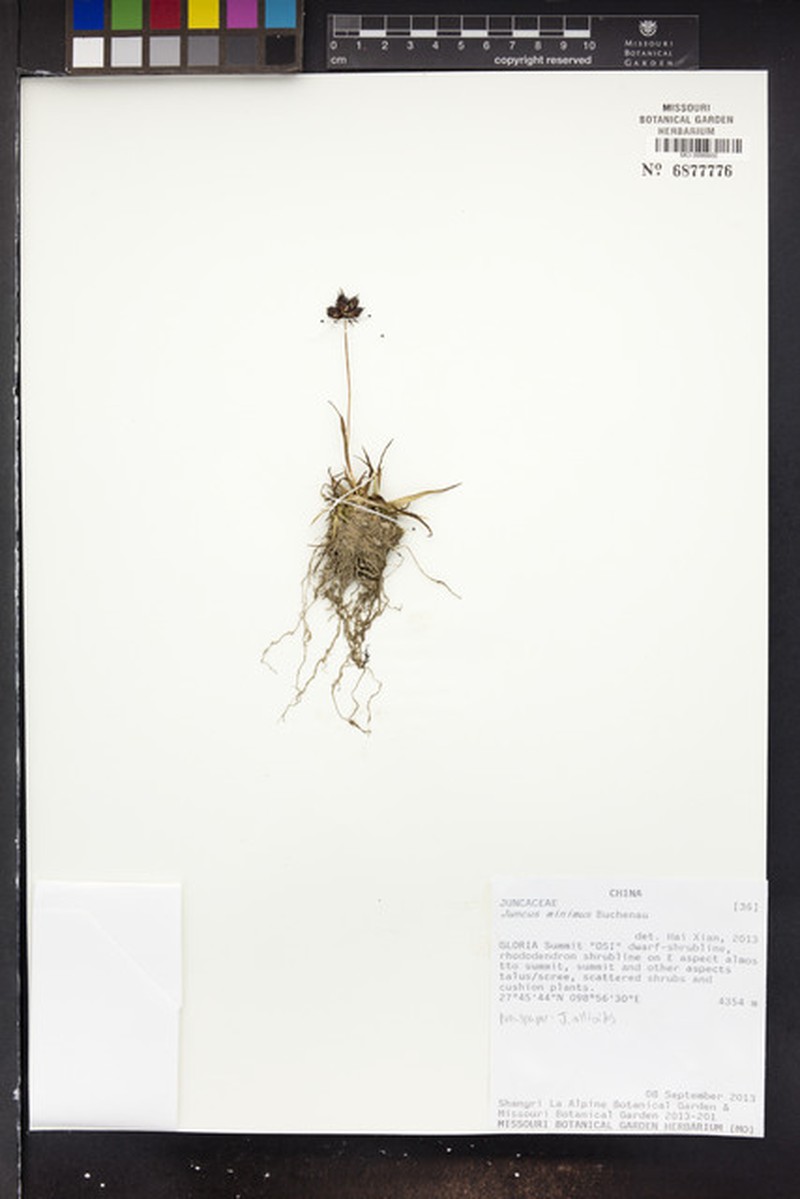 Juncus minimus photo 2