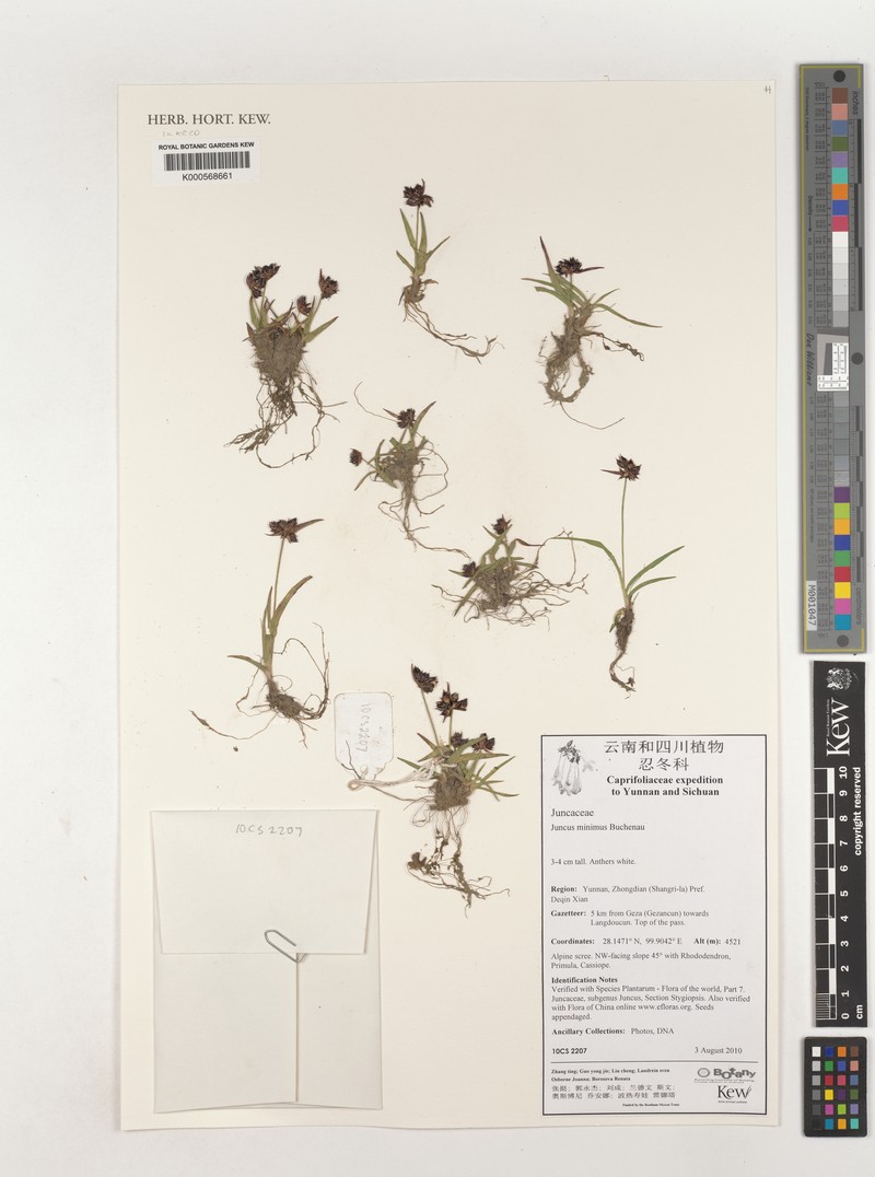 Juncus minimus photo 3